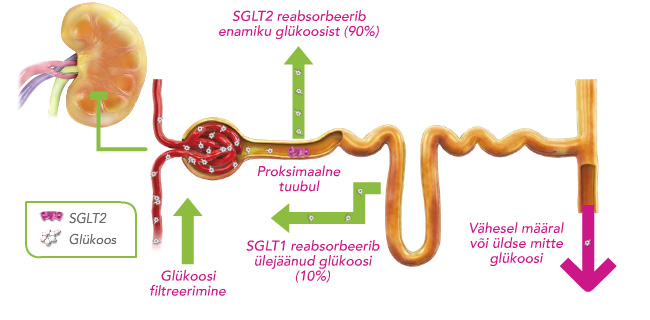 SGLT-2 toimemehhanism